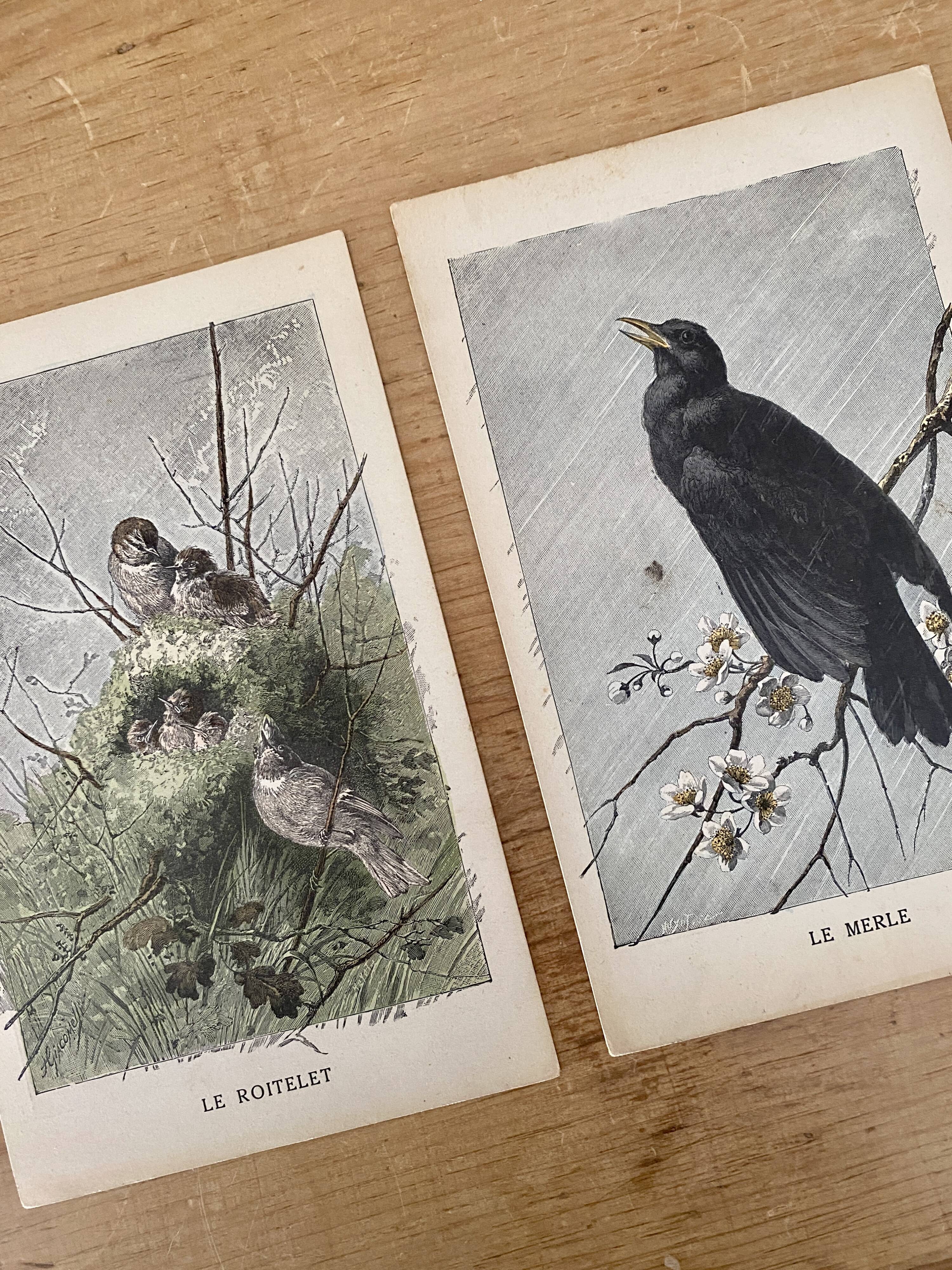 Old bird engraving - Giacomelli and Huyot - LE ROITELET