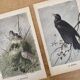 Old bird engraving - Giacomelli and Huyot - LE ROITELET