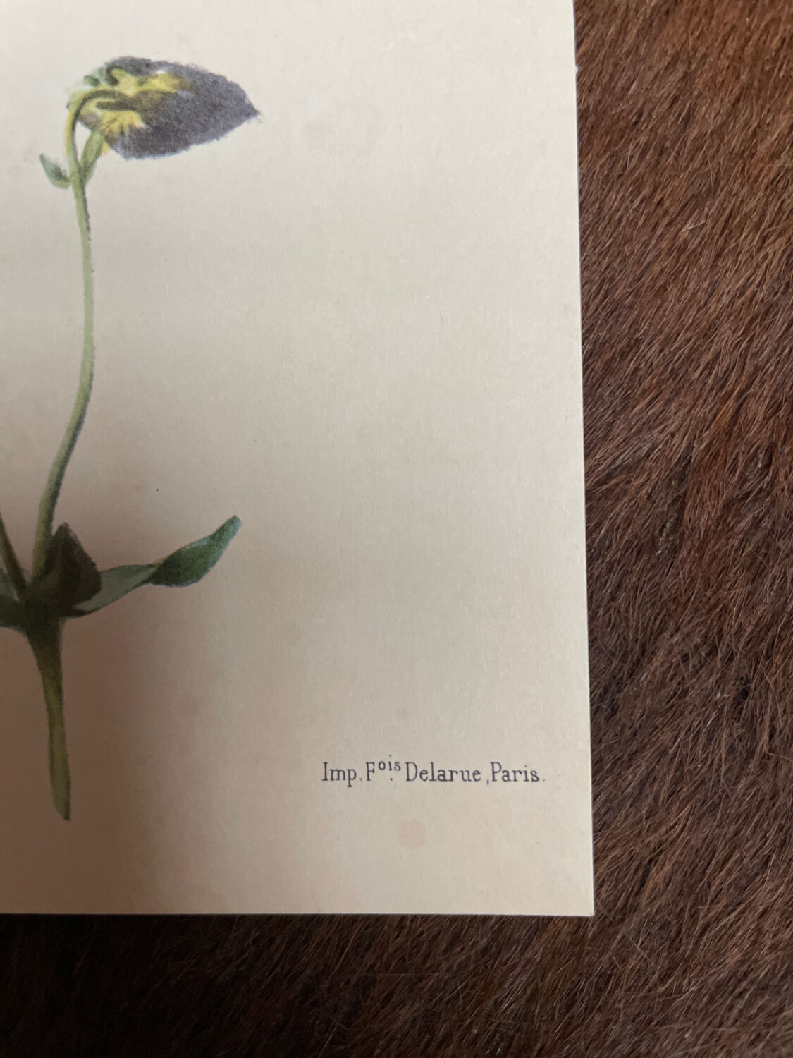 Set of 3 antique plant engravings