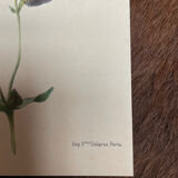 Set of 3 antique plant engravings