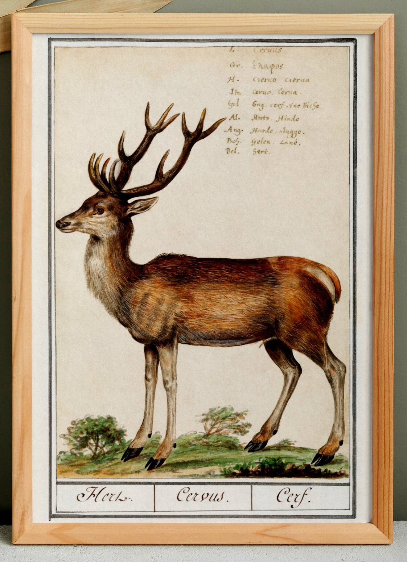 Small poster about deer, after an old engraving from 1610.