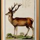 Small poster about deer, after an old engraving from 1610.
