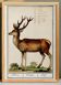 Small poster about deer, after an old engraving from 1610.