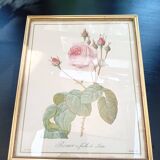 Redouté botanical board