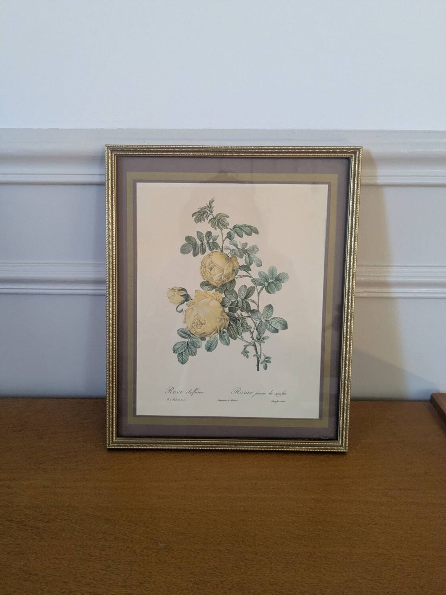 Lithographie rosier jaune de soufre P.J-Redouté