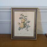 Lithograph of yellow sulphur rose by P.J. Redouté