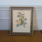 Lithographie rosier jaune de soufre P.J-Redouté
