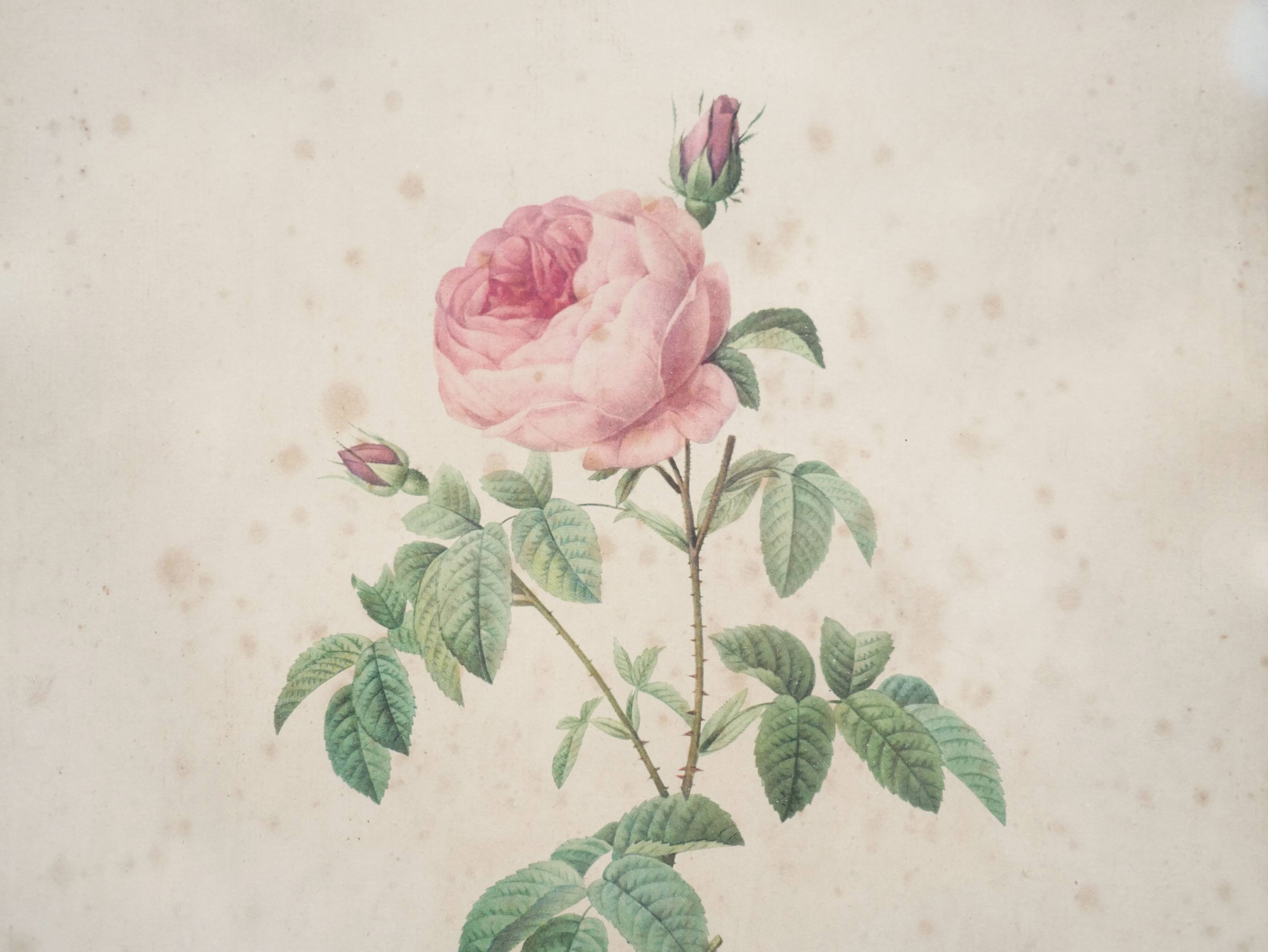 Vintage botanical poster Rosa Centifolia Burgundiaca by P.J.Redouté