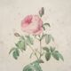 Vintage botanical poster Rosa Centifolia Burgundiaca by P.J.Redouté