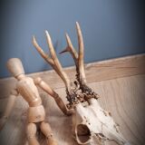 Deer trophy