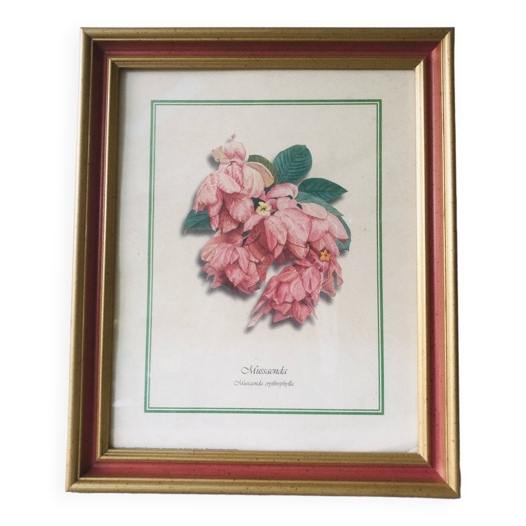Framed botanical poster