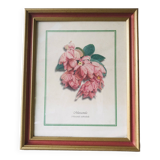 Framed botanical poster