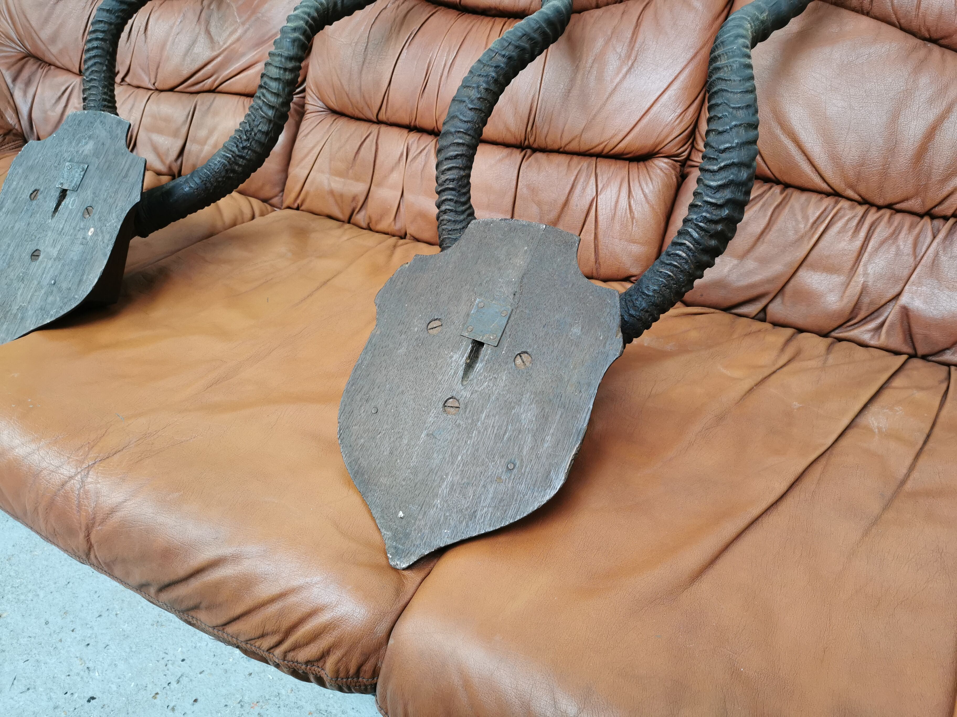 Pair of hunting trophy horn oryx antelope