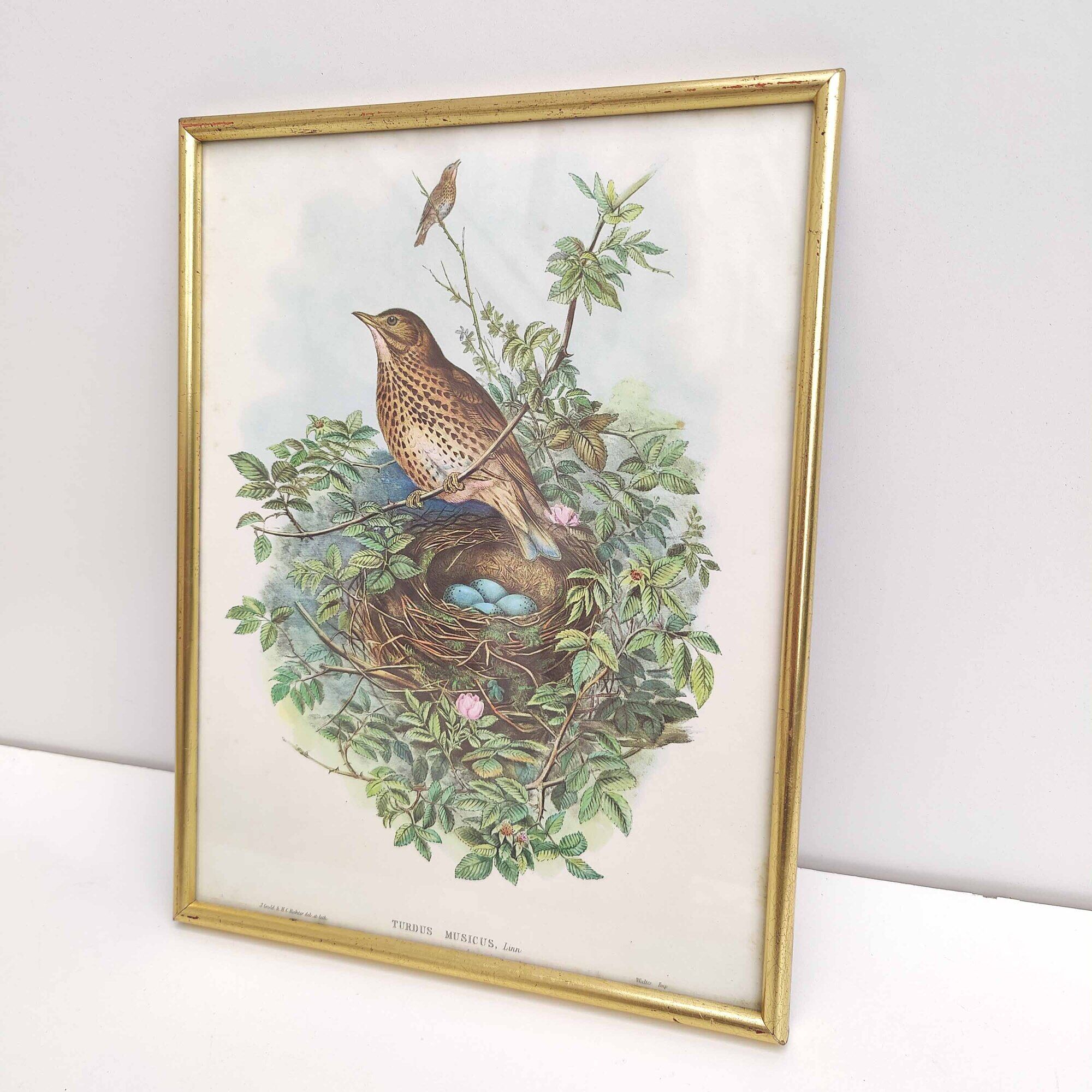 Vintage bird's nest lithograph by J. Gould and H-C Richter golden frame