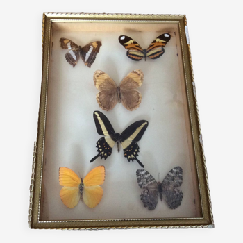 Butterfly frame