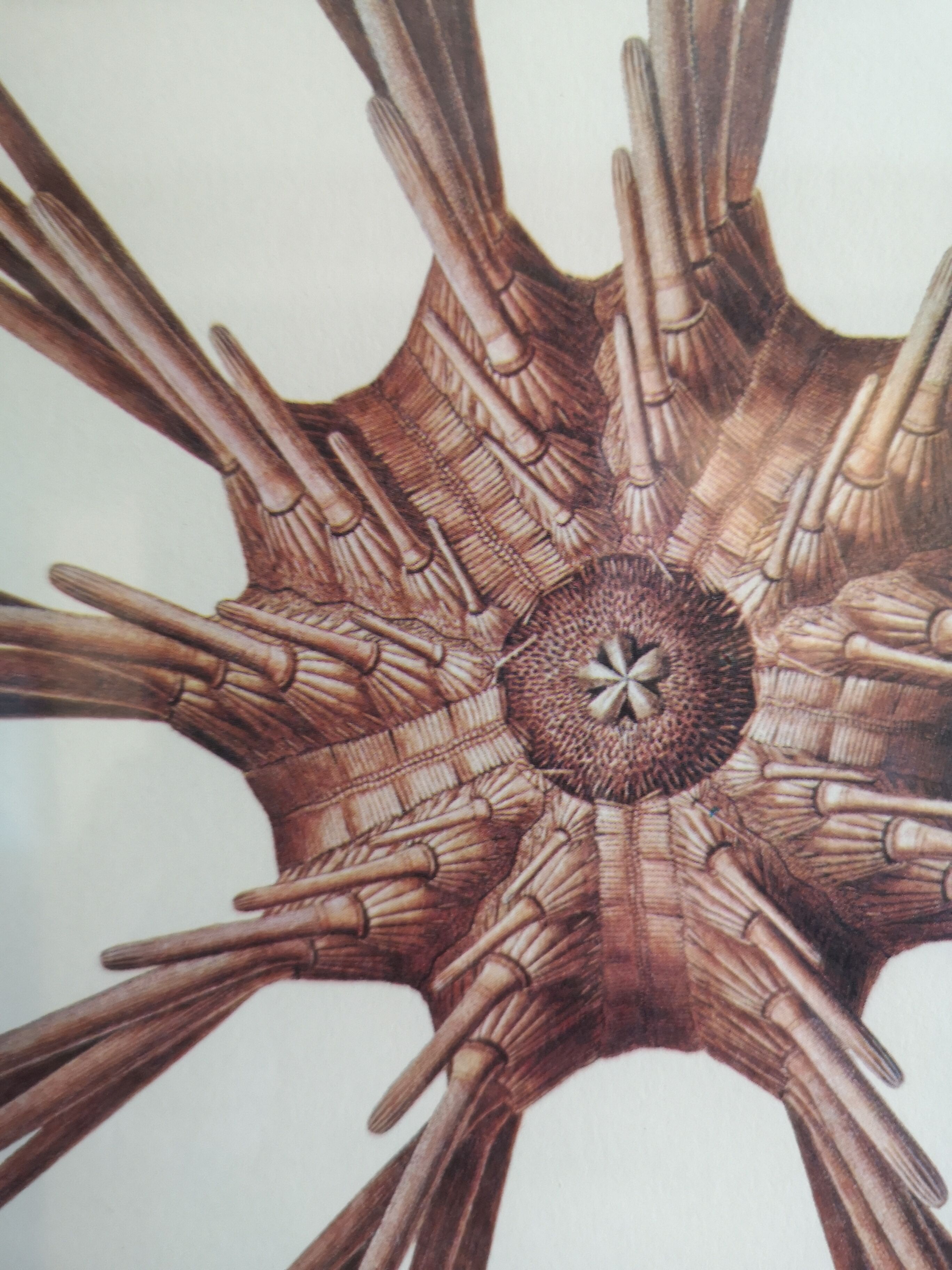 Botanical board, Animalière