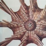 Botanical board, Animalière