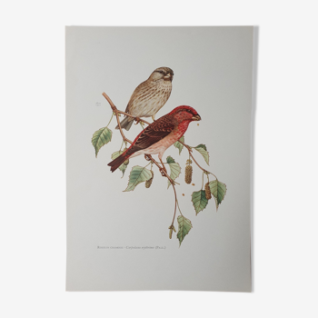Rosefinch bird board