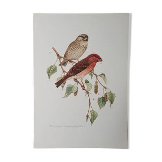 Rosefinch bird board
