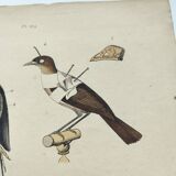 Old engraving from 1838 - Taxidermy - Pigeon and mouse - Hand-colored board of curiosities