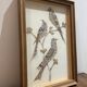 cadre sous verre aux oiseaux