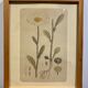 Framed botanical board, Marguerite