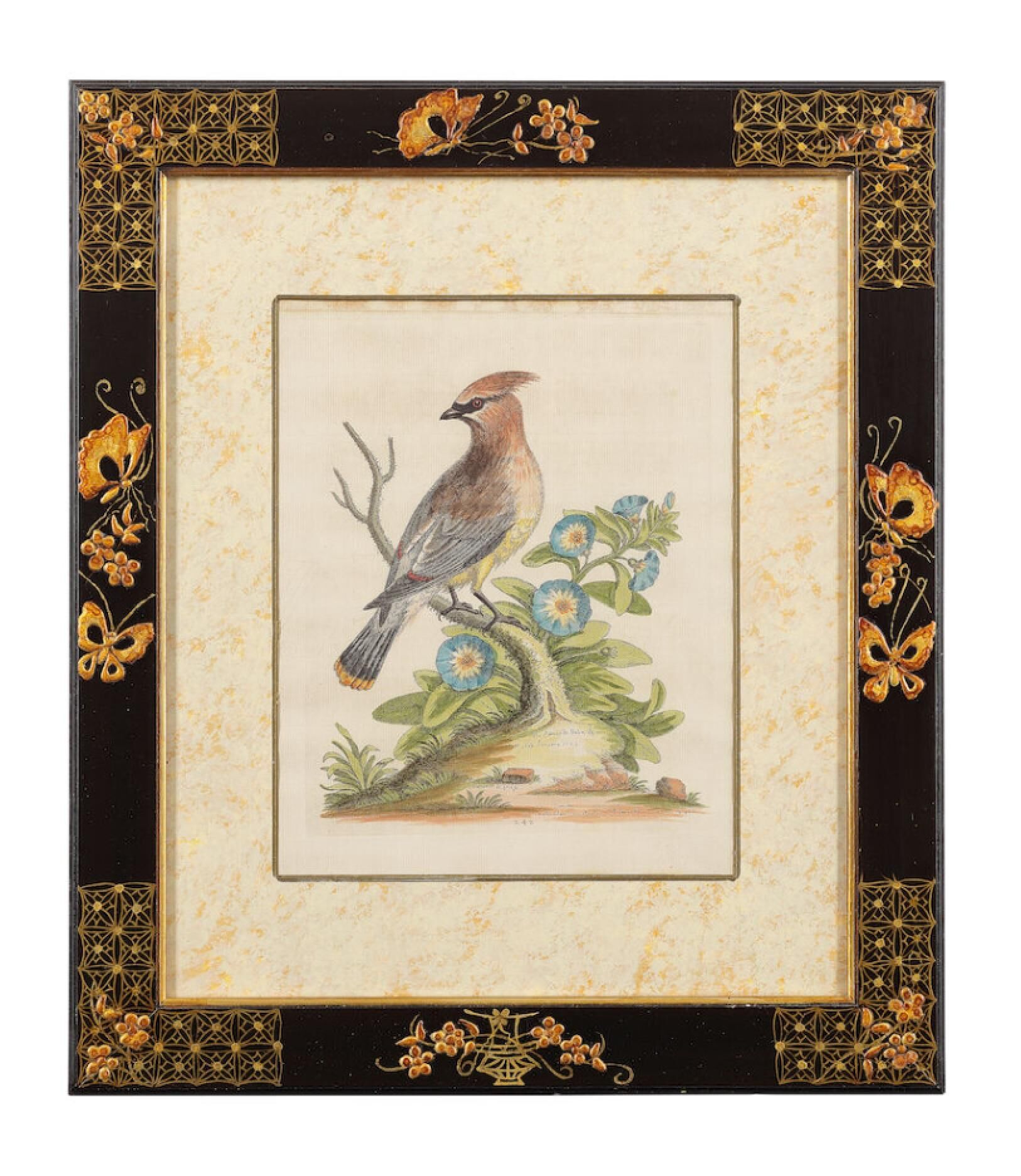 12 hand-coloured ornithological engravings from 1740 by George Edwards.