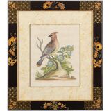 12 hand-coloured ornithological engravings from 1740 by George Edwards.