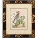 12 hand-coloured ornithological engravings from 1740 by George Edwards.