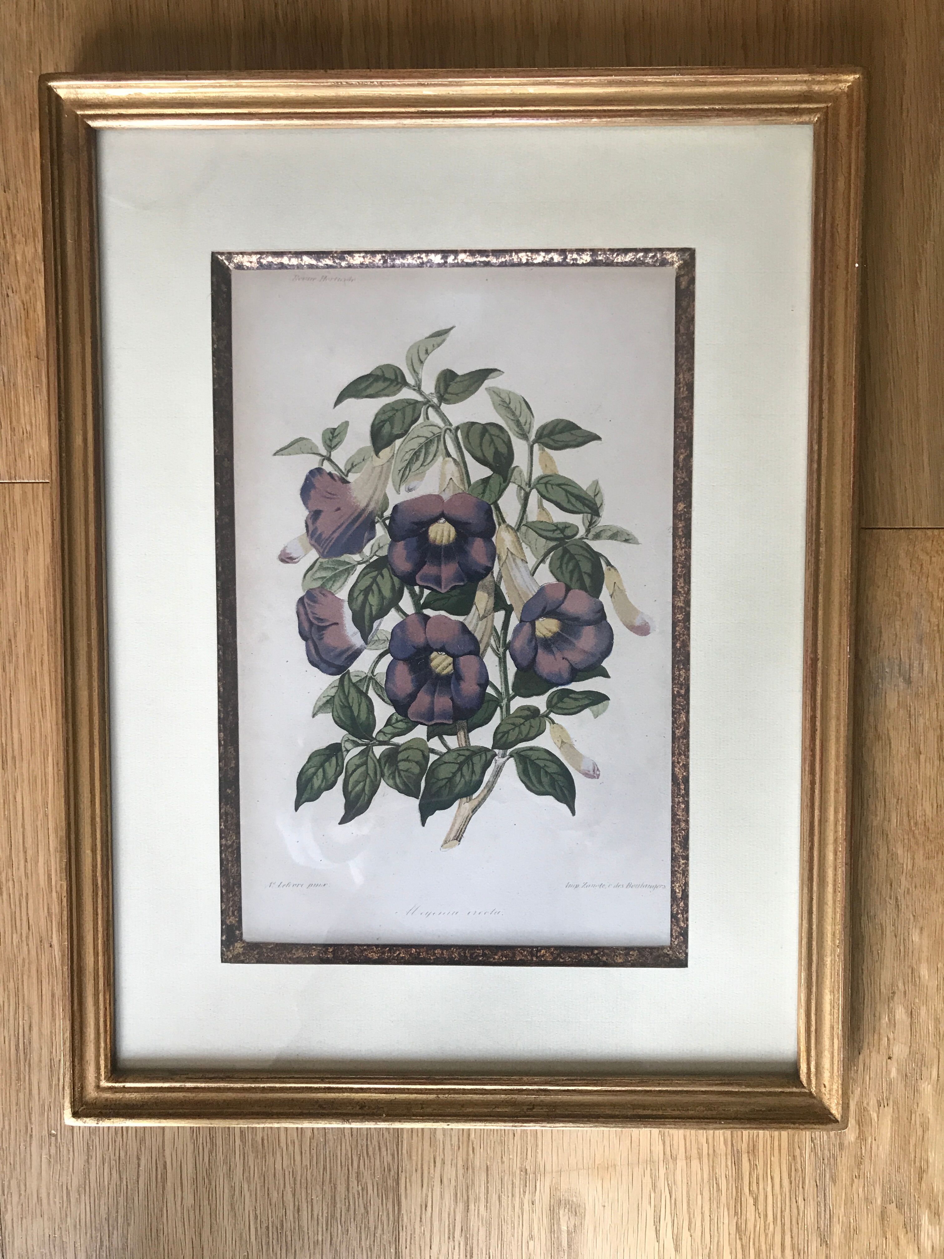 Framed ancient botanical board