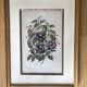 Framed ancient botanical board