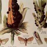 Lithograph on corn from 1921