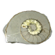 Minerals collection - polished fossil ammonite - 2,215 kg