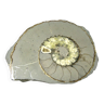 Minéraux collection - ammonite fossile polie - 2,215 kg