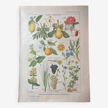 Lithograph on aperitif plants from 1920