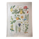 Lithograph on aperitif plants from 1920