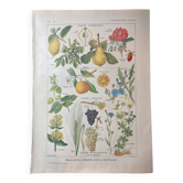 Lithograph on aperitif plants from 1920