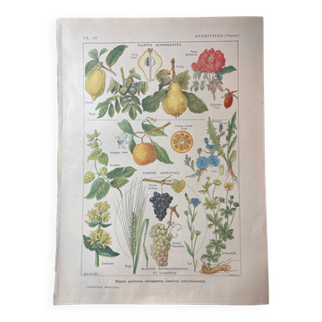 Lithographie sur les plantes apéritives de 1920
