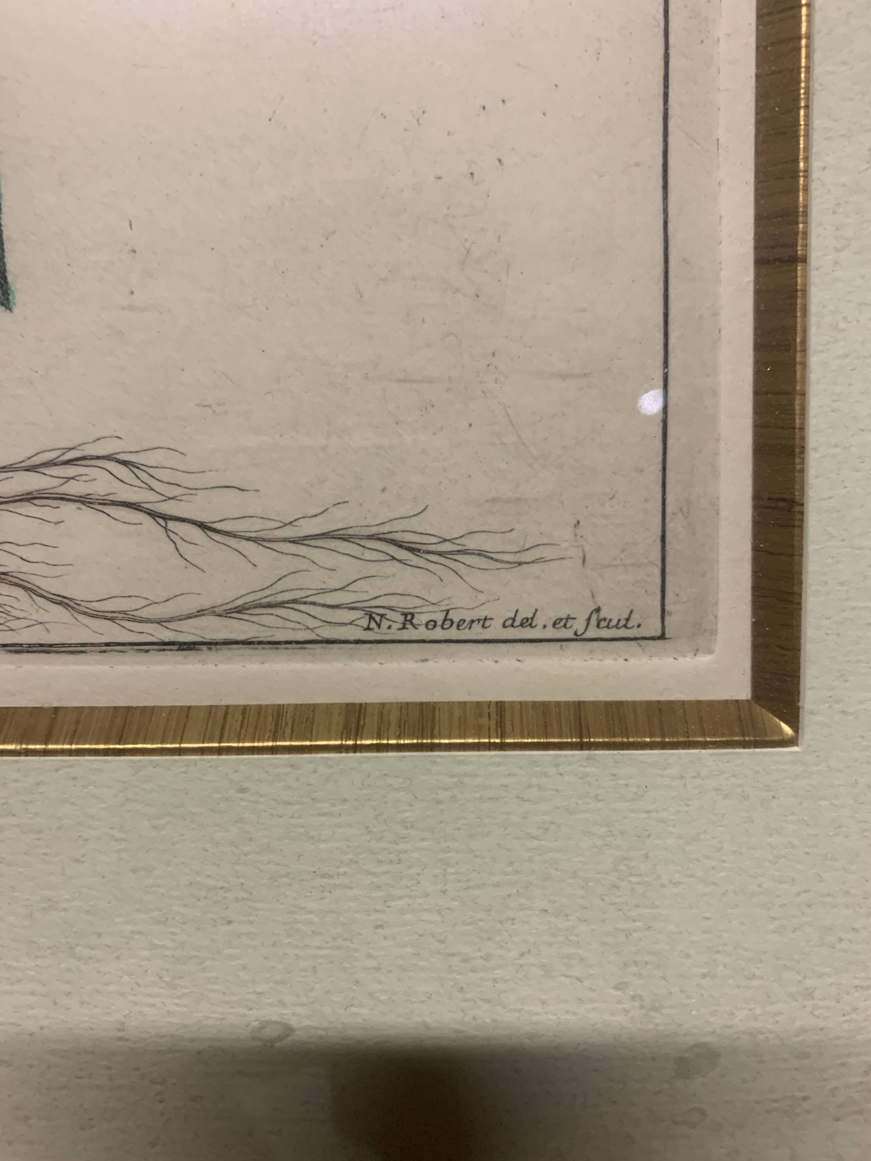 Lot of Paintings Botanical Engravings Old Vintage Herbariums