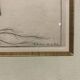 Lot of Paintings Botanical Engravings Old Vintage Herbariums