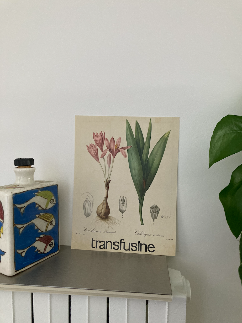 Botanical poster La Colchique