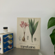 Affiche botanique La Colchique
