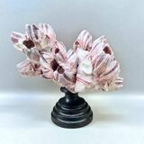 Barnacle block shell on a 19th-century wooden base - cabinet of curiosities