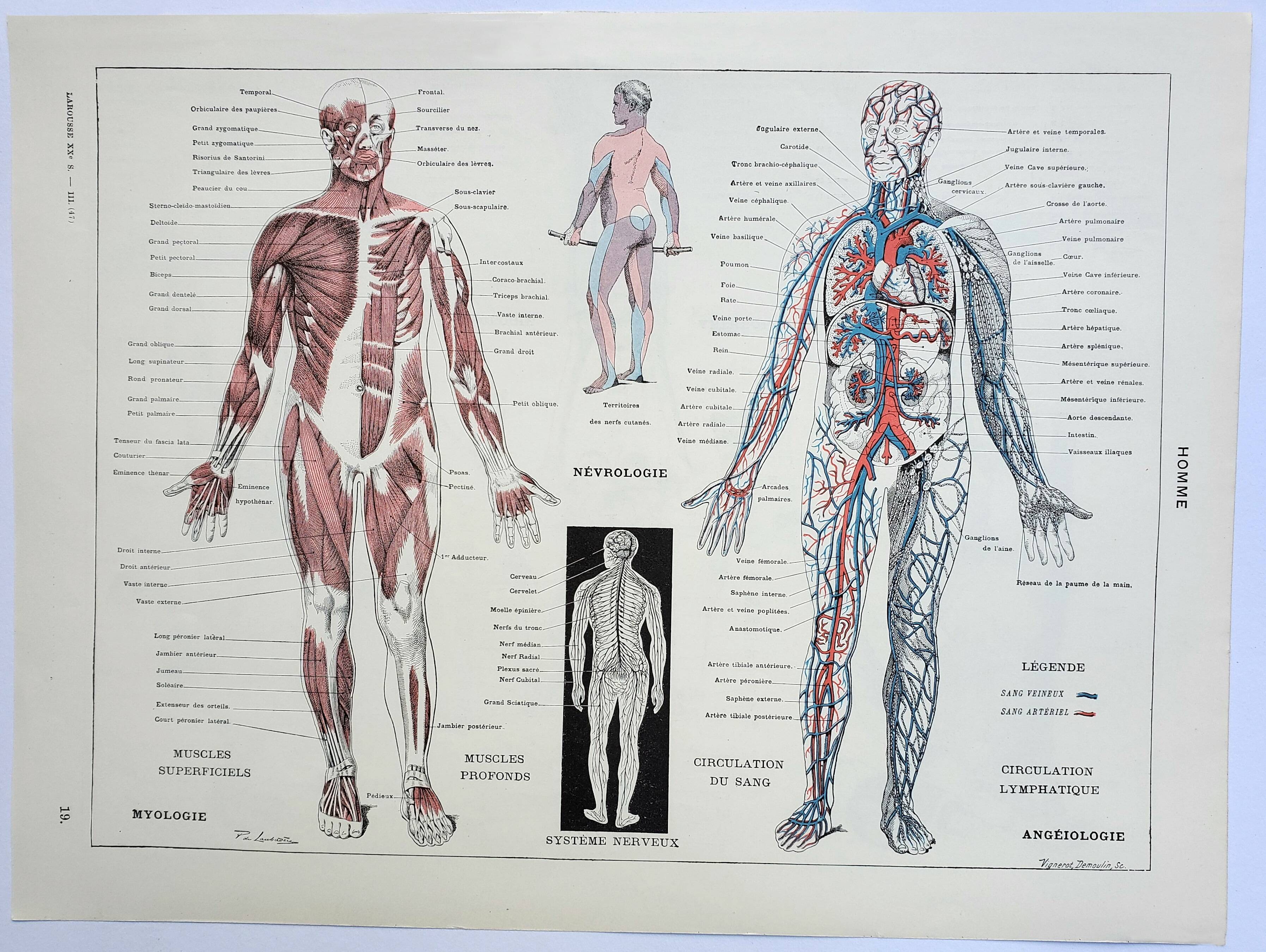 Antique engraving 1928, Man, anatomy, biology, medicine • Lithograph, original illustration