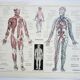 Antique engraving 1928, Man, anatomy, biology, medicine • Lithograph, original illustration