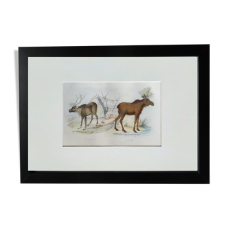 Original Zoological Plate " Reindeer & Elan "