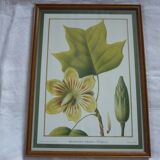 2 reproductions of botanical drawings by P. Bessa