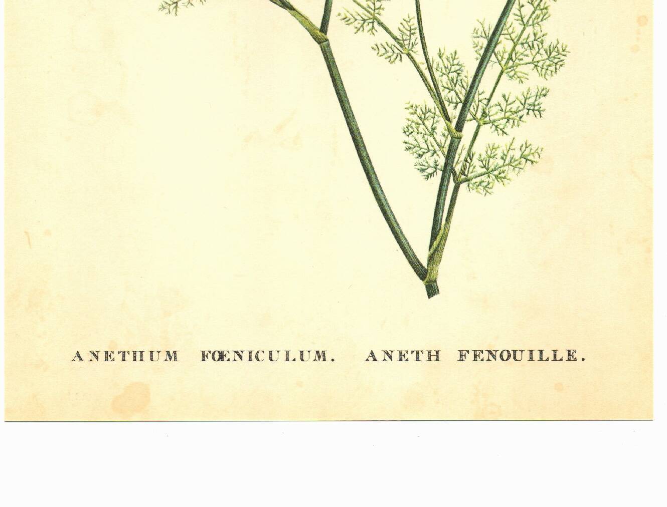 Old illustration 1959 - Fennel - Vintage herbarium illustration