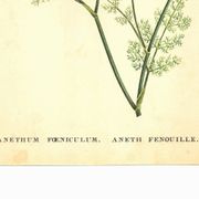 Old illustration 1959 - Fennel - Vintage herbarium illustration