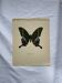 Vintage butterfly print botanical naturalist board